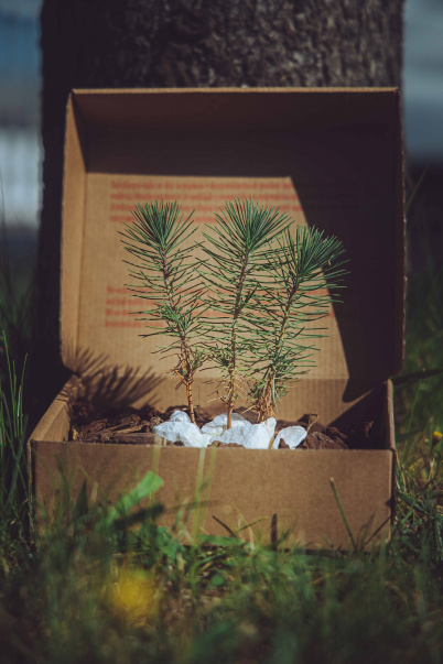 TUPAI - World Environment Day