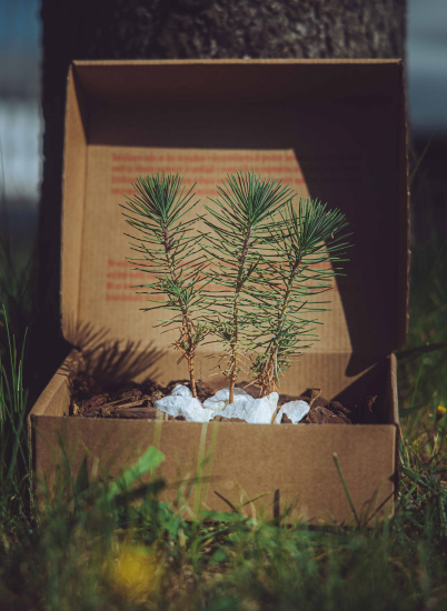TUPAI - World Environment Day